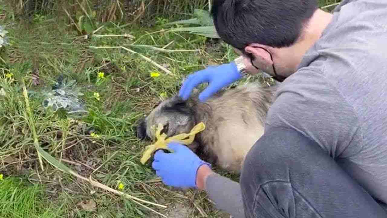 soccorso cane