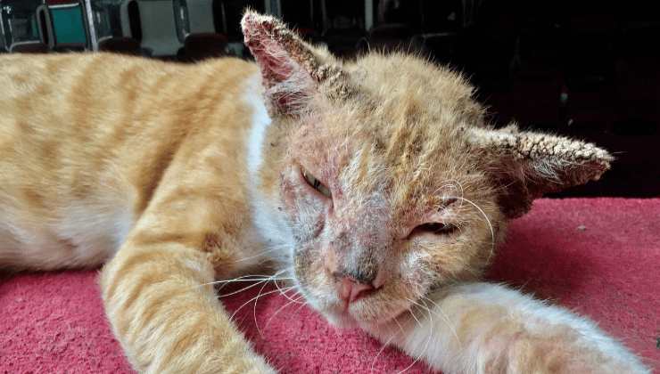 Abbandonato ed in fin di vita