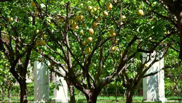 Alberi di limoni