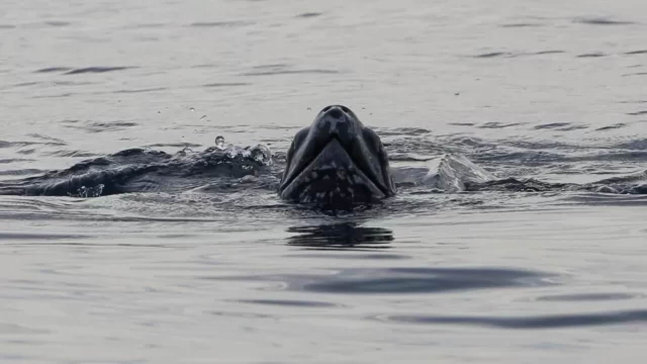 Animale in acqua