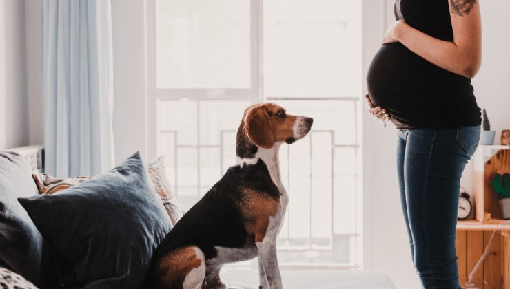 Animali domestici e gravidanza