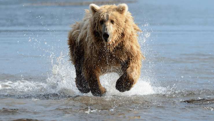 Attacco di un orso