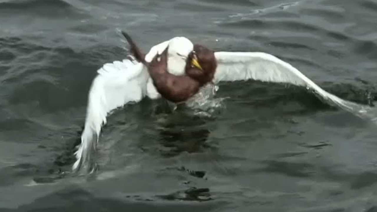 Gabbiano lo divora in acqua: passanti riprendono tutto