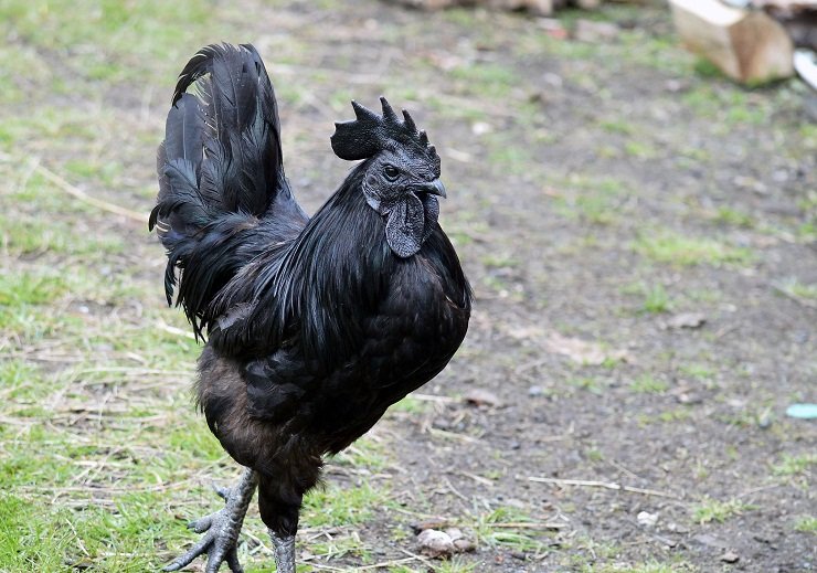 Ayam Cemani