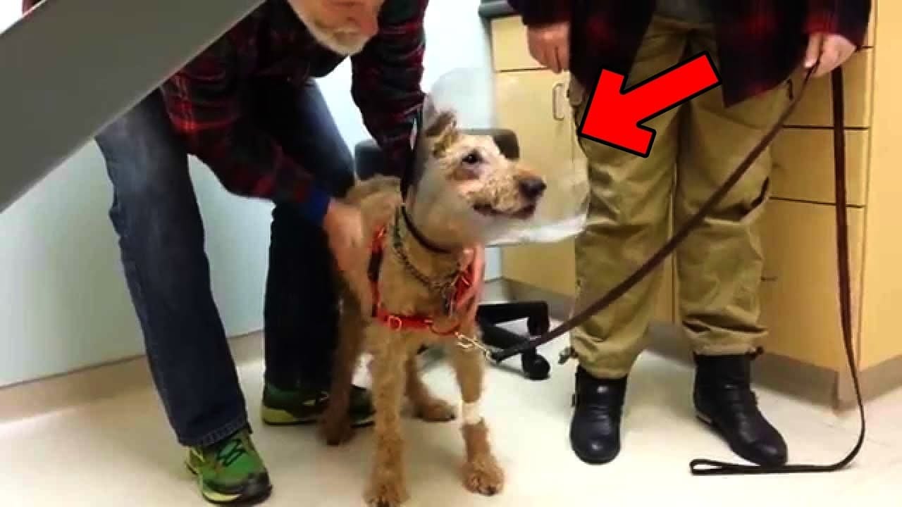 Cane cieco rivede la sua famiglia dopo l'intervento chirurgico