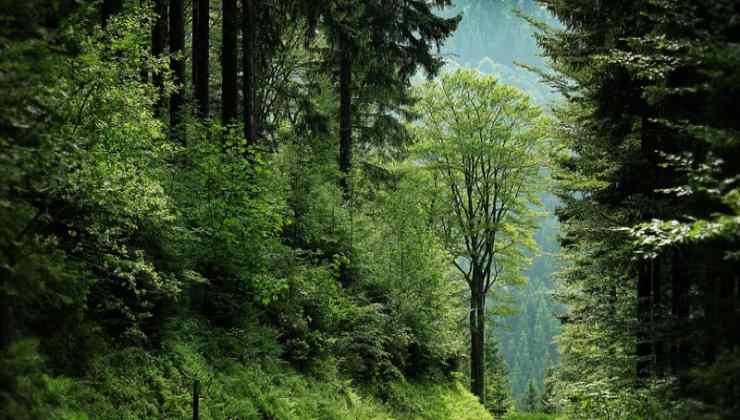 Catturato nella foresta