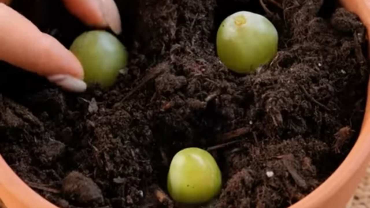 Metti 3 chicchi di uva in un vaso pieno di terreno