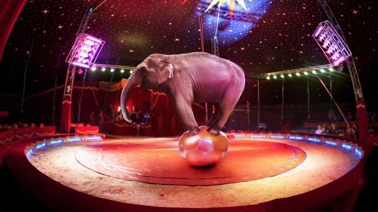 Elefante in un numero da circo