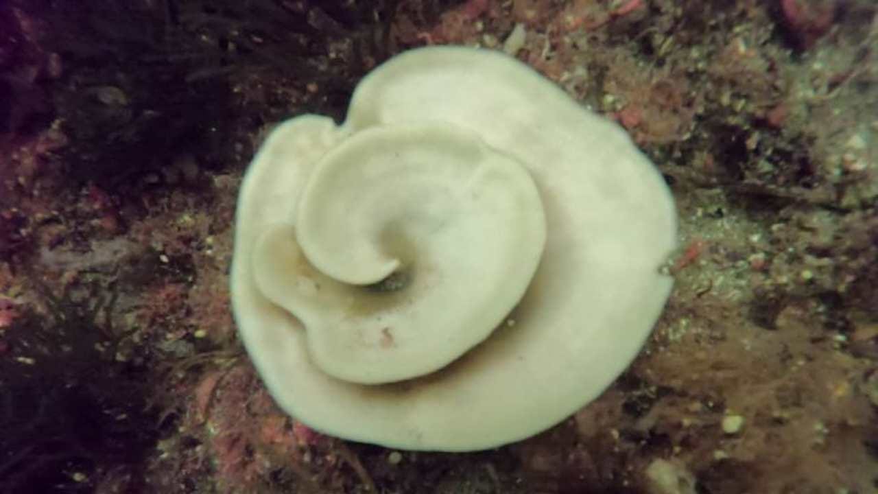 Se lo trovi in acqua, non è un buon segnale