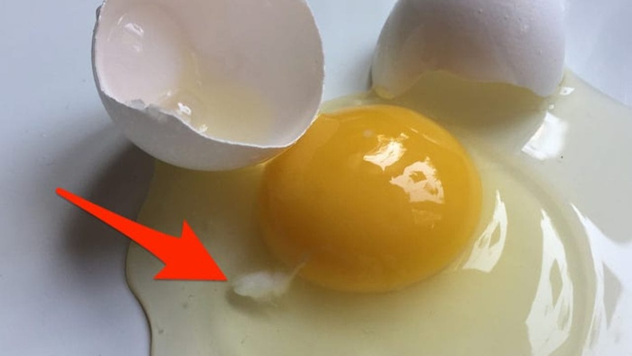 Filamento bianco nelle uova crude