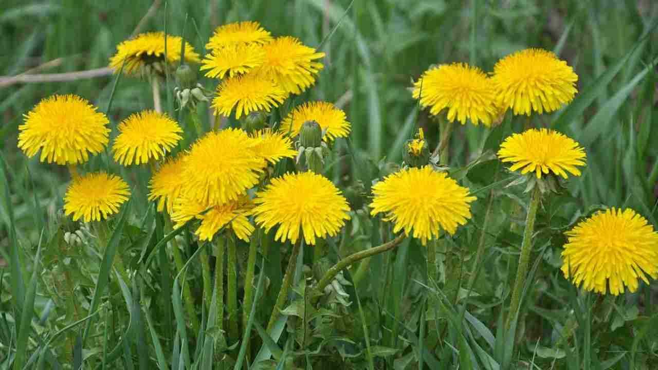 Questo fiore ha un valore preziosissimo