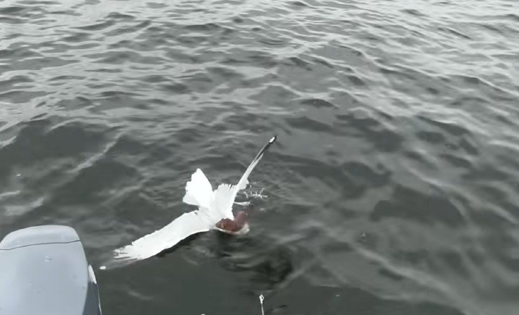 Gabbiano combatte in acqua con un altro animale