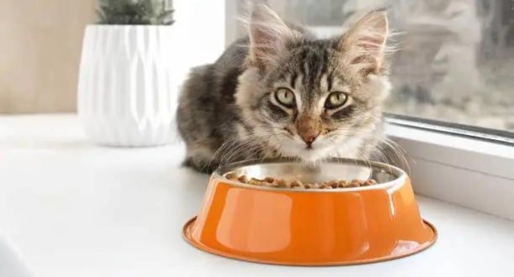 Migliori marche di cibo per gatto