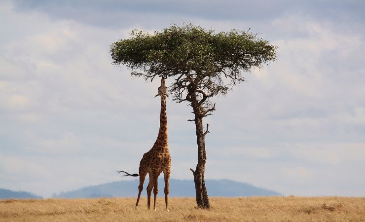 Giraffa dell'Angola