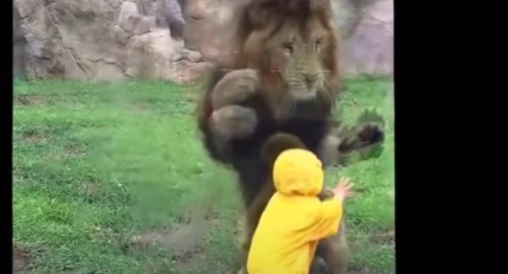Leone attacca il bambino