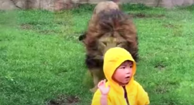 Il leone attacca il bambino
