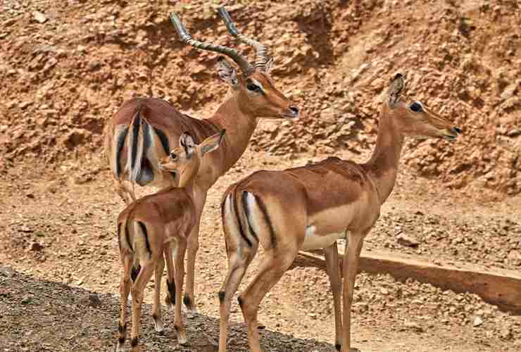 Impala