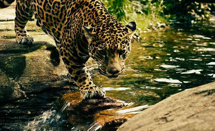 Leopardo