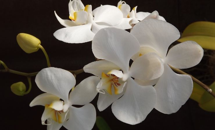 Orchidea