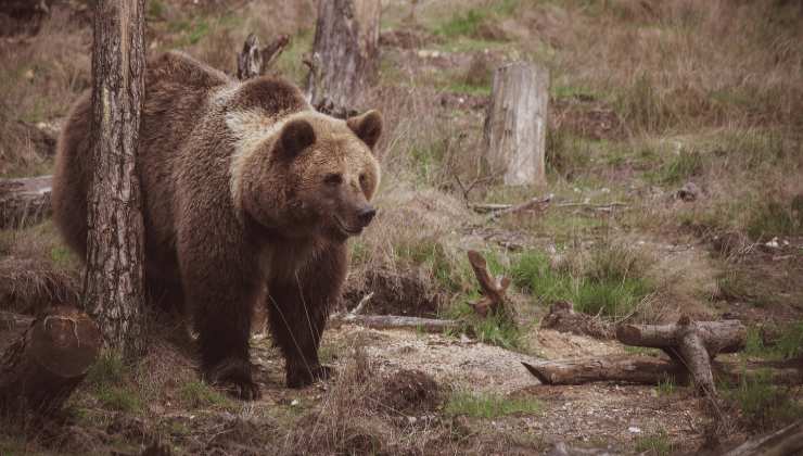 Orso bruno