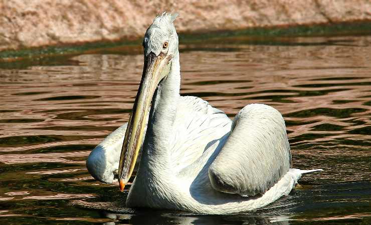 Pellicano in acqua