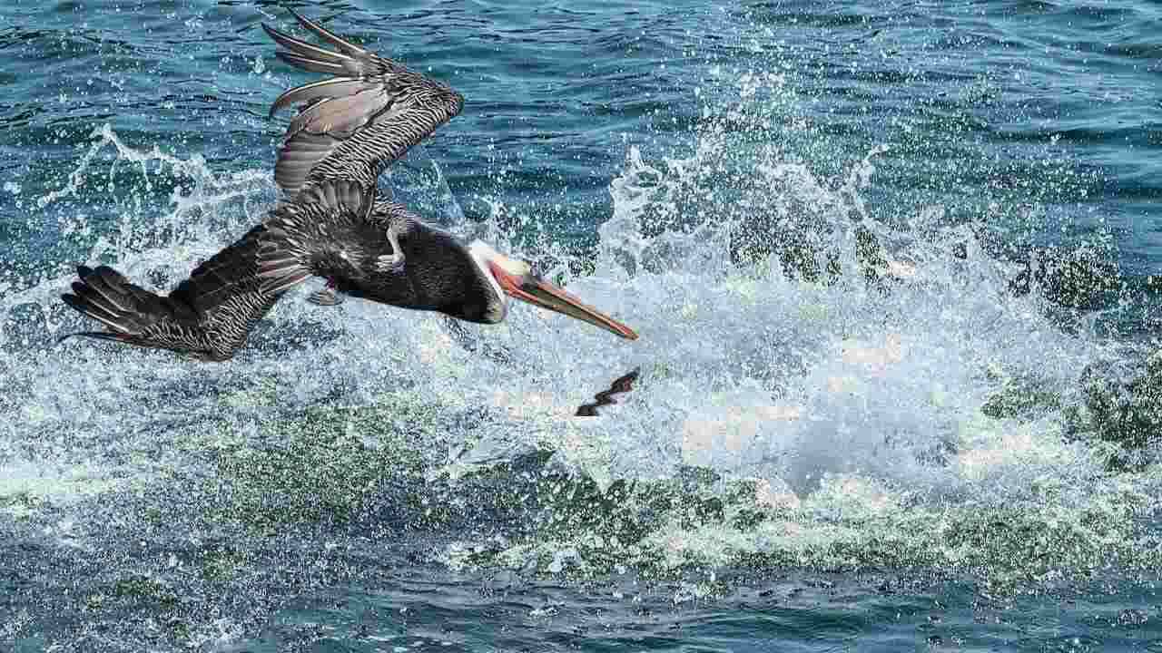 Pellicano semina il panico in spiaggia