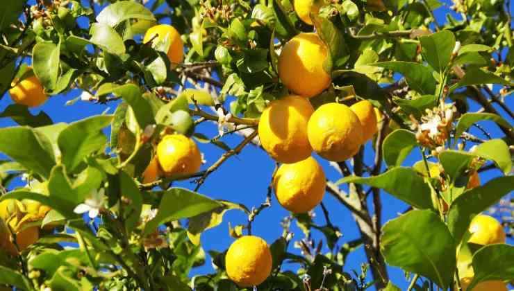 Perché la pianta di limoni perde le foglie