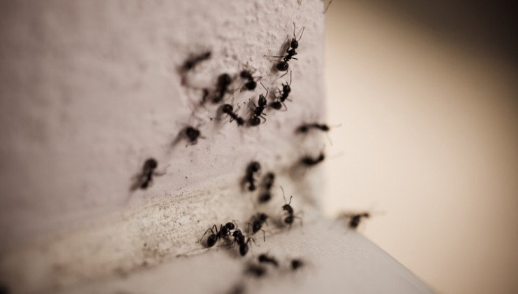 Perché le formiche camminano in verticale sui muri