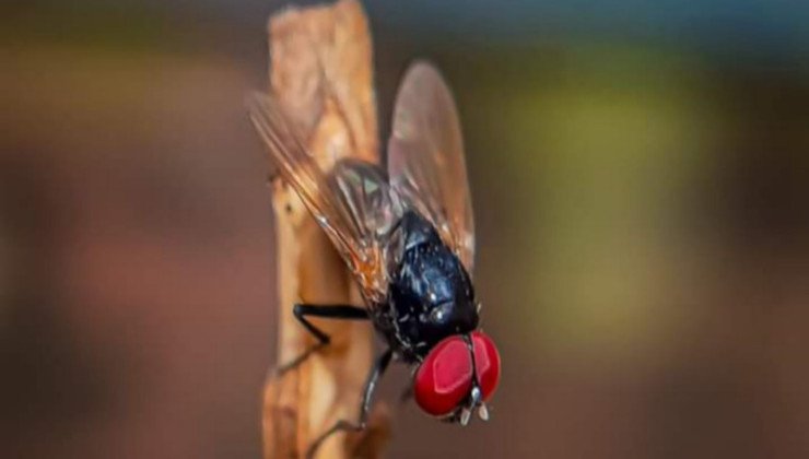 Perché le mosche si posano sulle feci