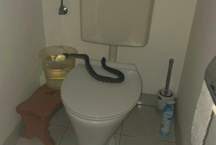 Serpente in bagno