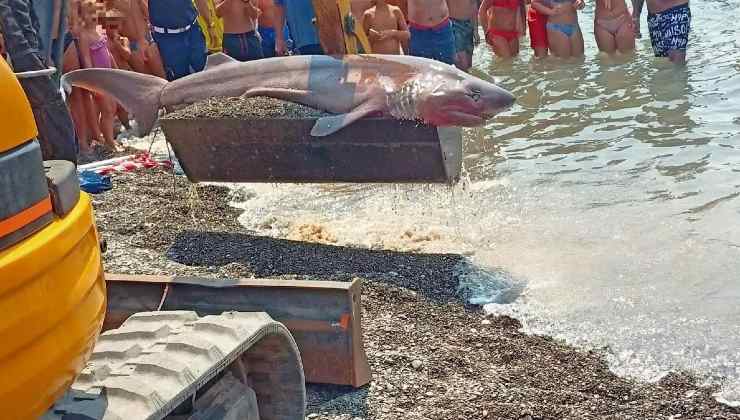 Squalo vacca trovato su una spiaggia italiana