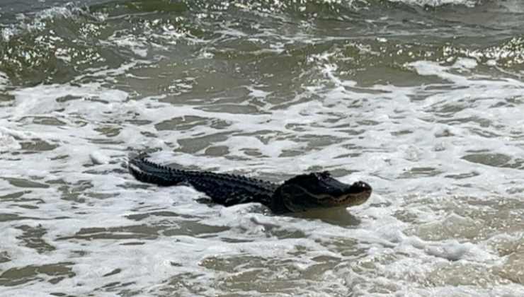 Strano animale in mare