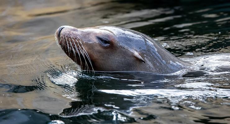 Una foca non lascia in pace il subacqueo