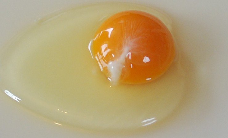 Filamento bianco nelle uova crude
