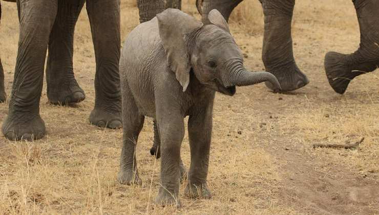 Cucciolo di Elefante 