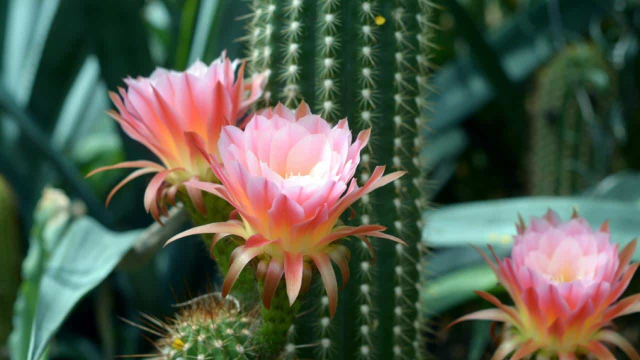 Cactus fiorito