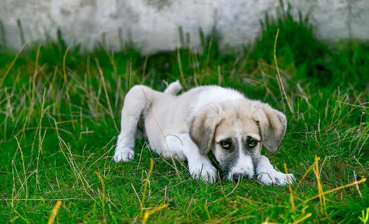 Cane che non sta bene