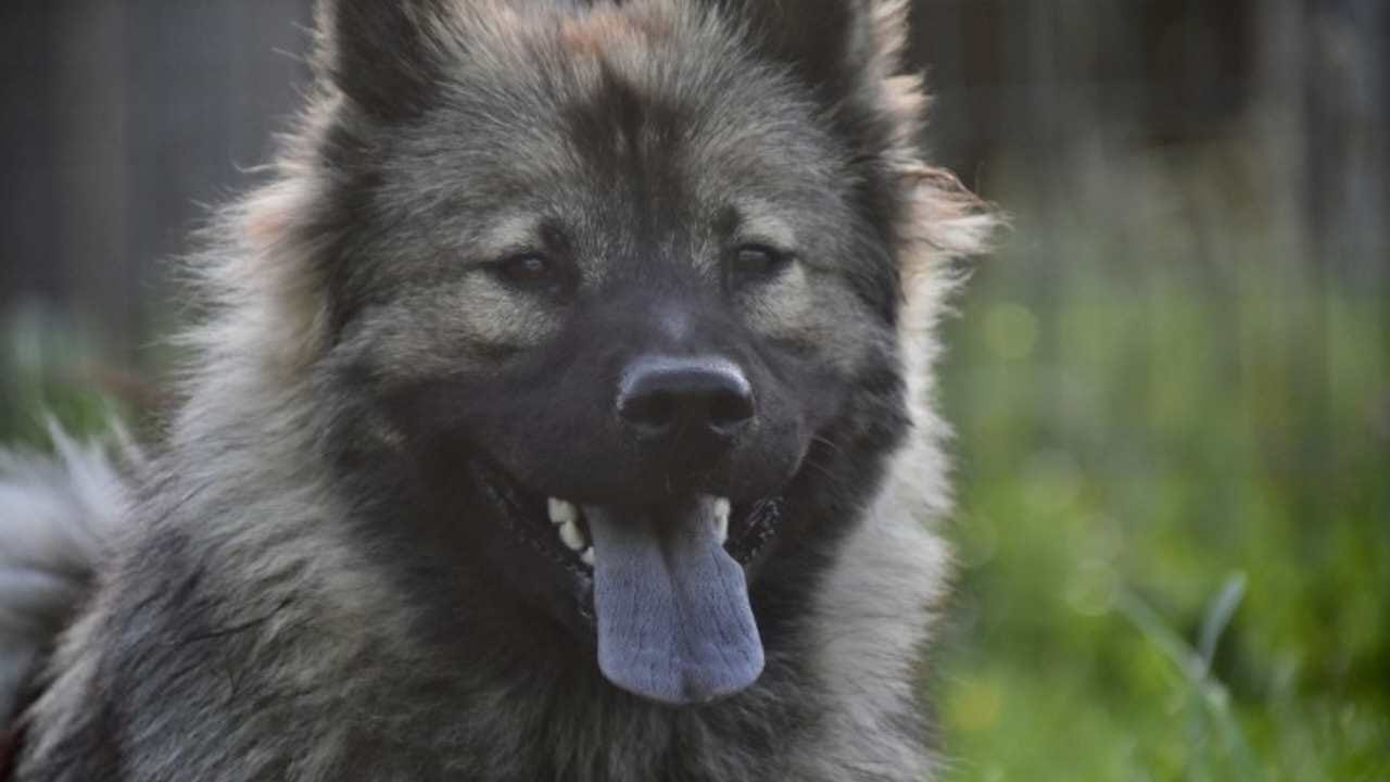Perché alcuni cani hanno la lingua blu