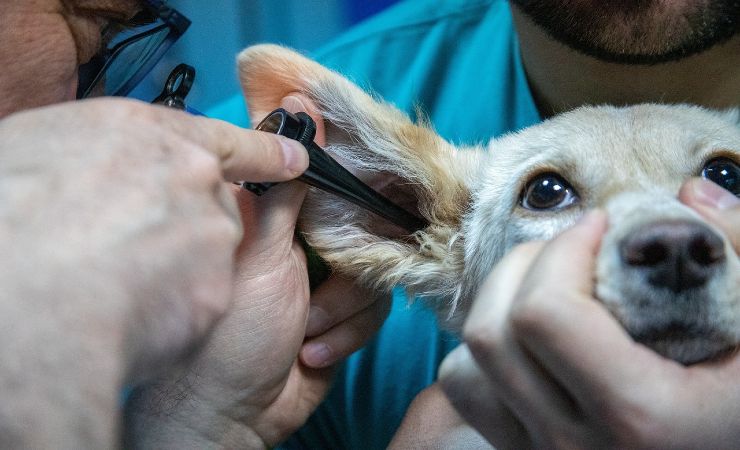 Cane dal veterinario