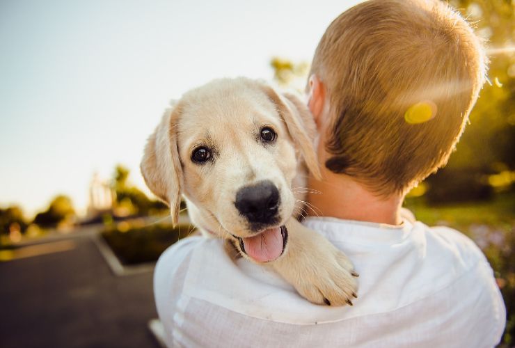 Cane felice