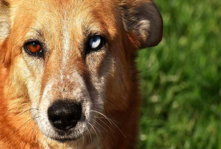 Eterocromia canina Eterocromia canina