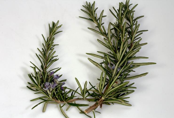 Rosemary leaves