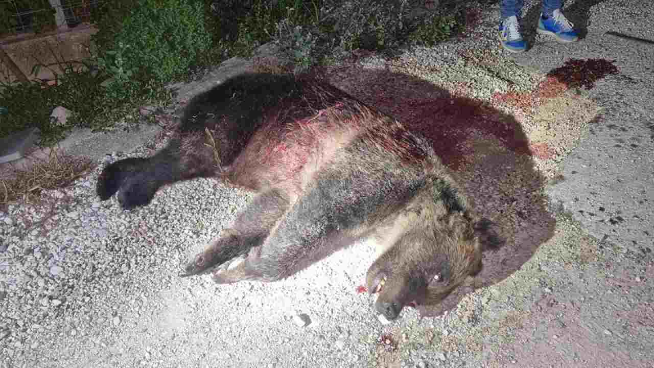 L'orsa Amarena uccisa