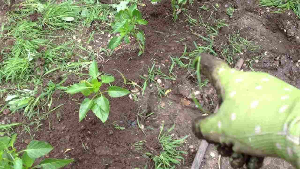 Occhio a questa pianta, rischia grosso chi la coltiva in giardino: è fuorilegge  --- (Fonte immagine: https://www.nanopress.it/wp-content/uploads/2023/09/Pianta-in-giardino-1-1.jpg)