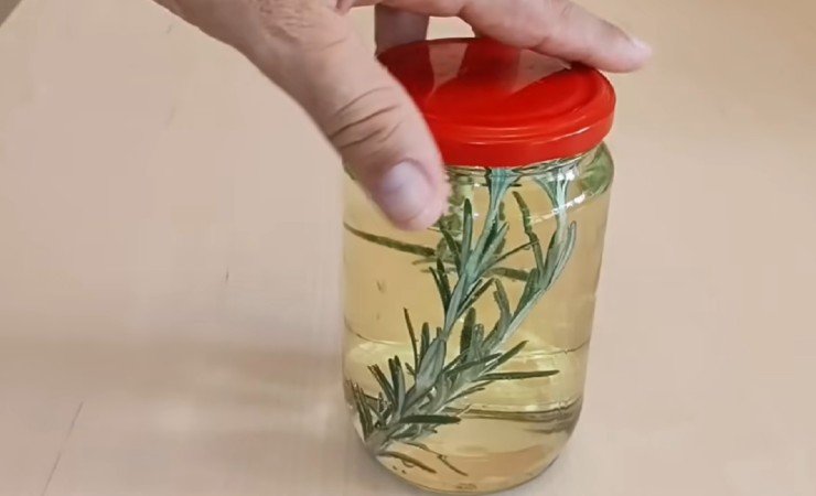 Rosemary in a jar of white wine