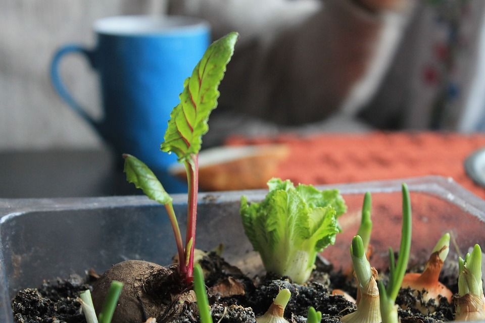 Orto Invernale Sul Balcone Cosa Piantare E Come Proteggersi Dalle Gelate Nanopress