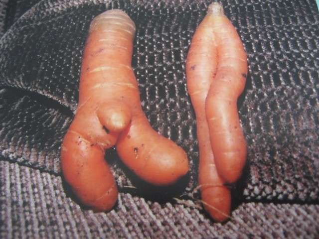 Coppia di carote