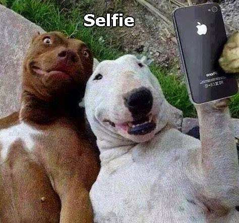 Cani selfie